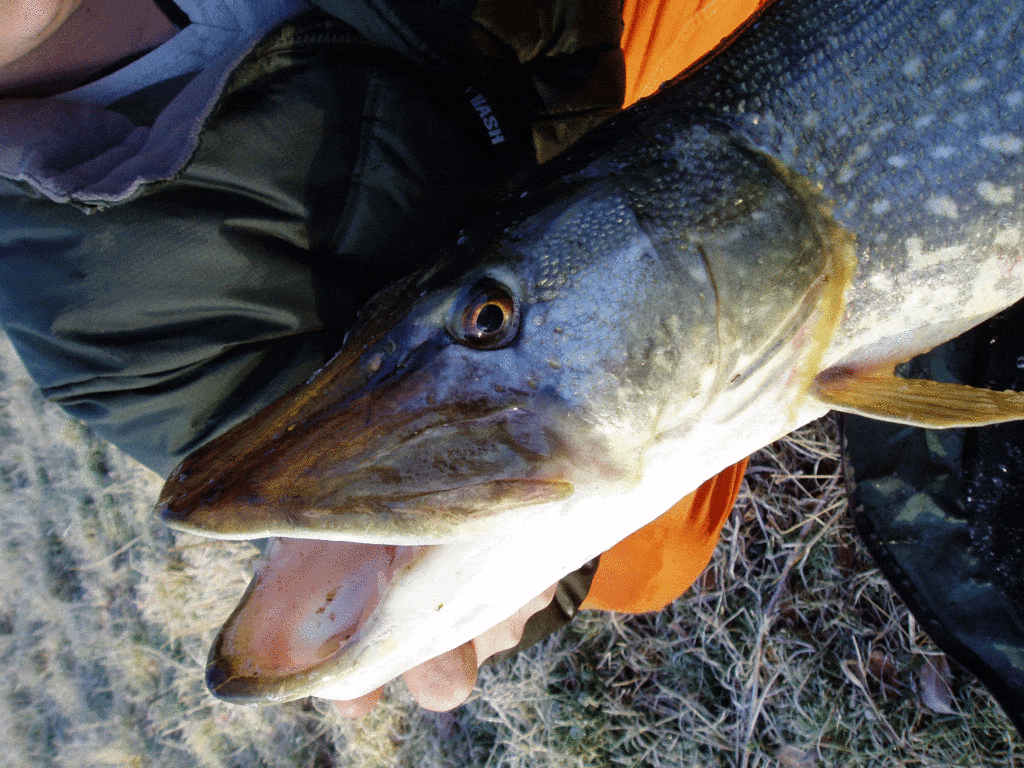 What-are-the-Best-Indication-Methods-for-Catching-Pike--