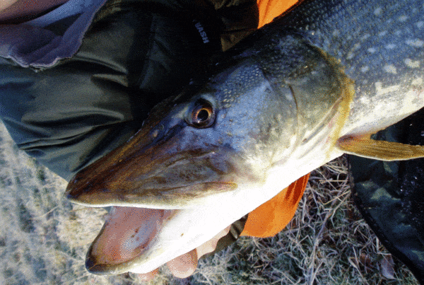 What-are-the-Best-Indication-Methods-for-Catching-Pike--